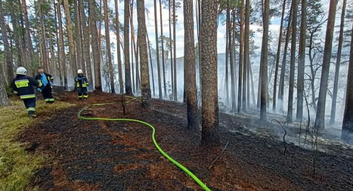 Fot. Radosław Jaśkiewicz, Nadleśnictwo Rytel
