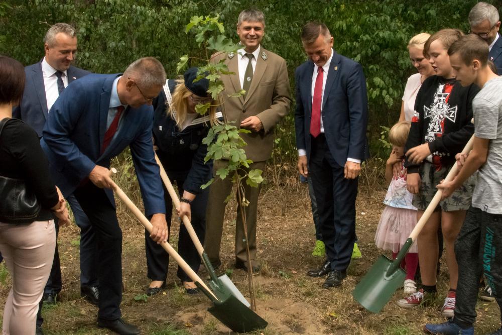 Piknik niepodległościowy. Powstała aleja klonowa