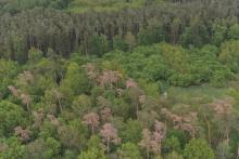 Leśnicy i drony w walce z kornikiem