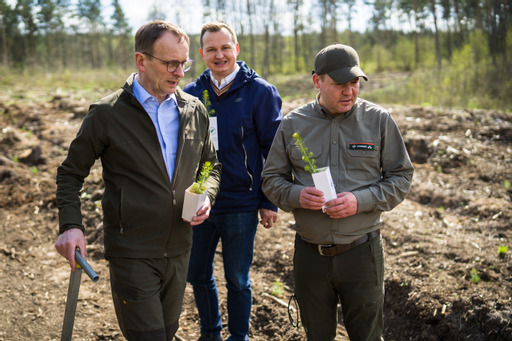 Nowe życie Dębu Rzeczypospolitej