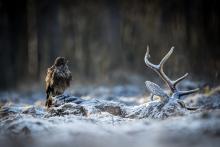 Leśnicy RDLP w Toruniu laureatami konkursu fotograficznego „Lasy w obiektywach leśników"