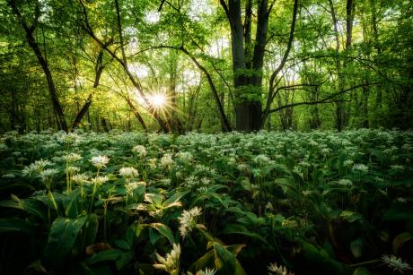 Wśród laureatów XII edycji konkursu fotograficznego „Lasy w obiektywach leśników” leśnicy z terenu toruńskiej dyrekcji
