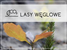 Lasy, które pochłaniają CO₂ – rusza projekt „Lasy Węglowe”