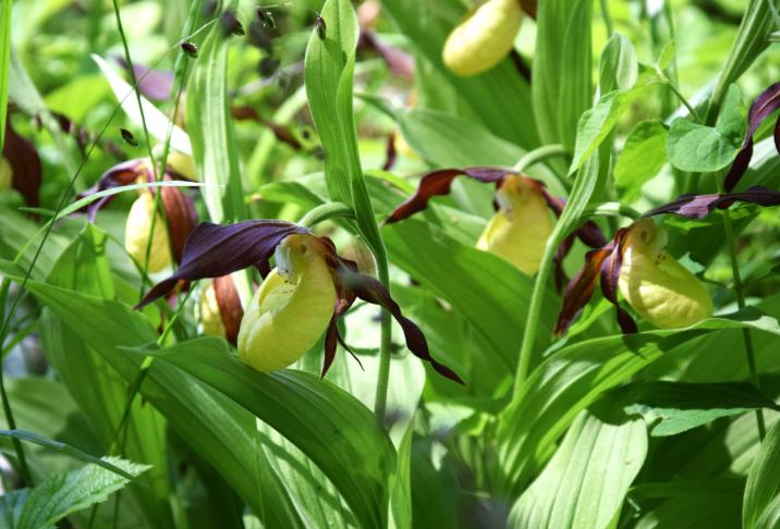 Obuwiki pospolite w Nadleśnictwie Pińczów