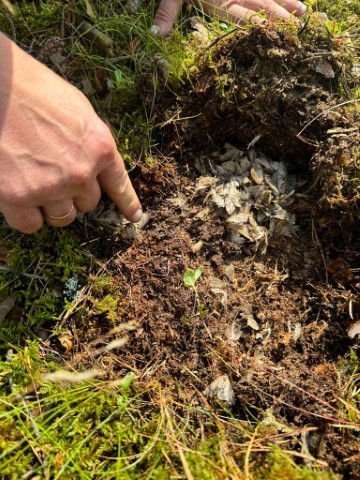 Brudnica mniszka, fot. Magdalena Graban.jpg