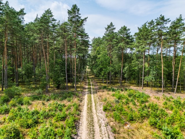 Fot. Droga leśna, fot. J. Chrapowicka