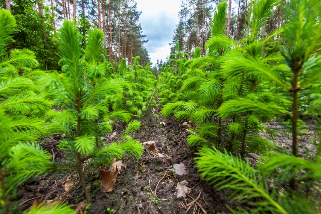 Sosna na szkółce, fot. Archiwum Lasów Państwowych