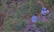 Ptasi sezon otwarty! Ruszyły transmisje online z gniazd