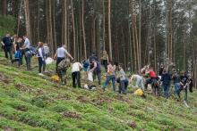 N. Lutówko: Posadzili „Las Niepodległości”