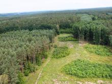 N. Brodnica: Przebudowa lasu – po co, jak i gdzie?