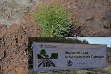 N. Dąbrowa: Sadzenie Lasu dla Niepodległej