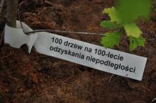 N. Żołędowo: 100 drzew na 100-lecie