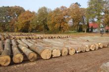 N. Runowo: Submisja drewna