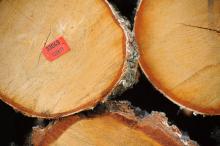 Informacja dotycząca poziomu obsługi nabywców drewna w 2020 roku w RDLP w Toruniu